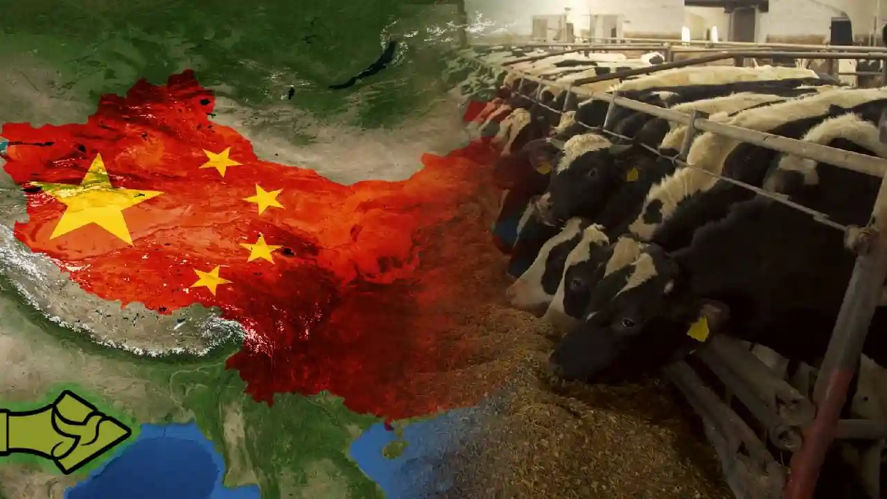 mRNA στην τροφική αλυσίδα; Η Κίνα δοκιμάζει εμβόλια σε αγελάδες και ανοίγει ερωτήματα